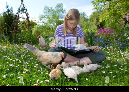 Bantam (Gallus Gallus F. Domestica), ein Mädchen sitzt auf einer Wiese mit zahm und neugierig Küken und liest ein Magazin, Deutschland Stockfoto