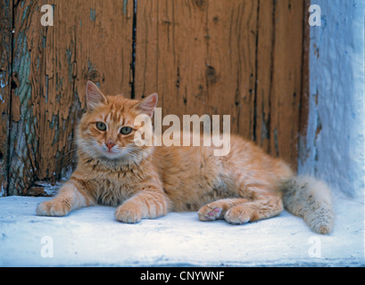 Hauskatze, Hauskatze (Felis Silvestris F. Catus), vor Awindow, Griechenland Stockfoto