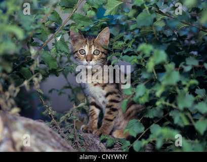 Hauskatze, Hauskatze (Felis Silvestris F. Catus) Kätzchen unter einem Busch versteckt Stockfoto