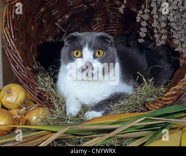 Scottish Fold (Felis Silvestris F. Catus), liegend in einem Korb neben Zwiebeln Stockfoto