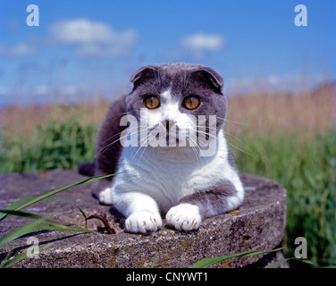 Scottish Fold (Felis Silvestris F. Catus), liegend auf Beton Stockfoto