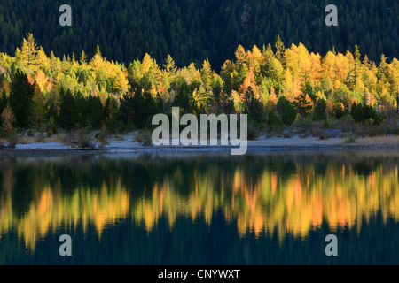 gemeinsamen Lärche, Lärche (Larix Decidua, Larix Europaea), Wald im Herbst Färbung spiegelt sich in Lac de Derborence, Schweiz, Wallis Stockfoto