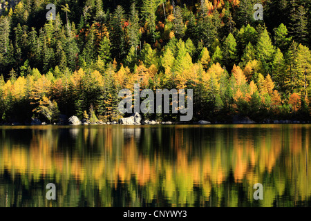 gemeinsamen Lärche, Lärche (Larix Decidua, Larix Europaea), Lärchenholz, reflektiert im Lac de Derborence, Schweiz, Wallis Stockfoto