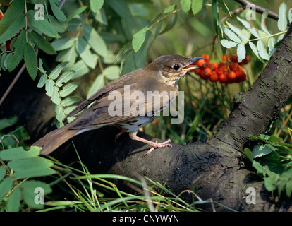 Singdrossel (Turdus Philomelos), ernähren sich von Beeren, Deutschland Stockfoto