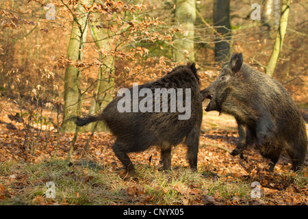 Wildschwein, Schwein, Wildschwein (Sus Scrofa), wilde Sauen kämpfen, Deutschland Stockfoto