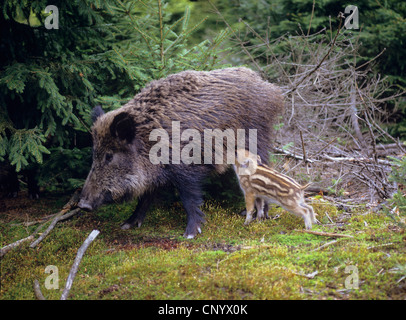 Wildschwein, Schwein, Wildschwein (Sus Scrofa), Bache Krankenpflege shoat Stockfoto