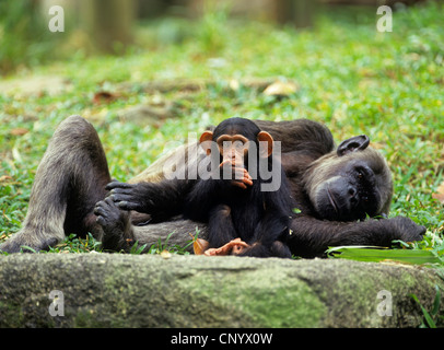 gemeinsame Schimpanse (Pan Troglodytes), mit Äffchen Stockfoto