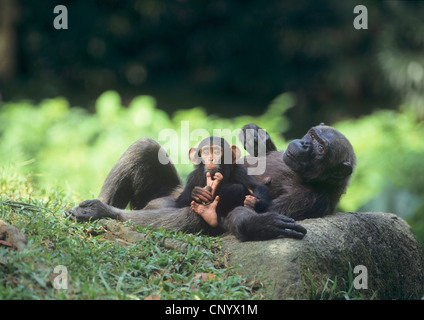 gemeinsame Schimpanse (Pan Troglodytes), Chimoanzee mit Äffchen Stockfoto