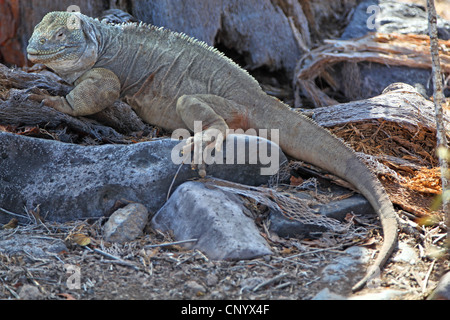 Barrington Land Iguana, Santa Fe Land Iguana (Conolophus Pallidus), sitzt auf einem Felsen, Ecuador, Galapagos-Inseln Stockfoto