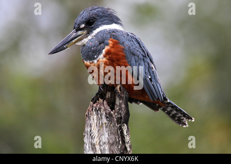 beringter Eisvogel (Megaceryle Torquata), auf einem Ast, Argentinien Stockfoto