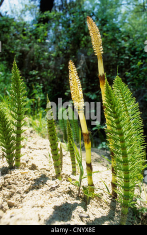 großen Schachtelhalm (Equisetum Telmateia, Equisetum Telmateja, Equisetum Maximum), fruchtbar und sterile Triebe im Frühjahr, Deutschland Stockfoto