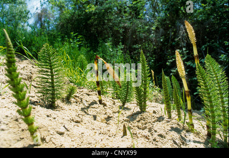 großen Schachtelhalm (Equisetum Telmateia, Equisetum Telmateja, Equisetum Maximum), fruchtbar und sterile Triebe im Frühjahr, Deutschland Stockfoto