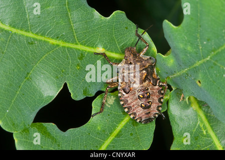 Wald-Bug (Pentatoma Art), Larve auf Eichenlaub, Deutschland Stockfoto