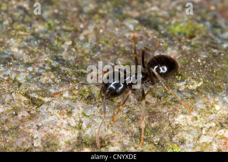 Jet-Ameise, Shining Jet Schwarze Ameise (Lasius Fuliginosus, Dendrolasius Fuliginosus), auf Stein gemahlen, Deutschland Stockfoto