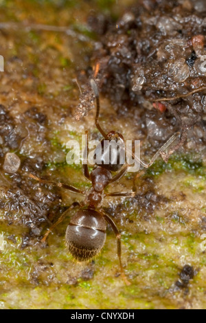 Schwarze Ameise, gemeinsame Schwarze Ameise, Garten Ameisen (Lasius