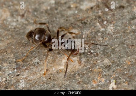 Schwarze Ameise, gemeinsame Schwarze Ameise, Garten Ameisen (Lasius