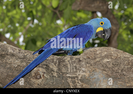 Hyazinth-Ara (Anodorhynchus Hyacinthinus), sitzt auf einem Baum, Brasilien, Pantanal Stockfoto