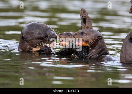 Riesenotter (Pteronura Brasiliensis), Erwachsenen und jungen, Brasilien Stockfoto