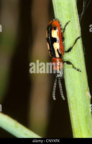 Spargel-Käfer (Crioceris Asparagi), sitzt auf einem Keimling, Deutschland Stockfoto
