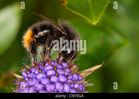 Rotschwanz-Hummel (Bombus Lapidarius, Pyrobombus Lapidarius, Aombus Lapidarius), weibliche sitzen auf eine violette Blüte, die auf der Suche nach Nektar, Deutschland Stockfoto