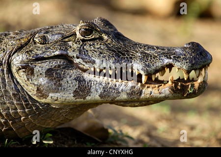 Paraguay Kaiman (Caiman Yacare, Caiman Crocodilus Yacare), Porträt, Brasilien Stockfoto