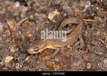 glatte Newt (Triturus Vulgaris, Lissotriton Vulgaris), Juvenile auf schlammigen Boden, Deutschland Stockfoto