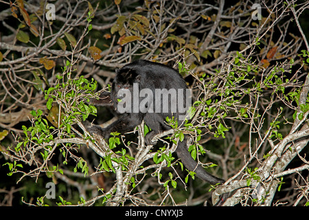 Schwarzen Brüllaffen (Alouatta Caraya), männliche auf einem Baum, Fütterung, Brasilien, Pantanal Stockfoto
