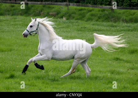 Arabisches Vollblut, Pure-bred arabische Pferd (Equus Przewalskii F. Caballus), läuft freudig auf Koppel, Deutschland, Nordrhein-Westfalen Stockfoto