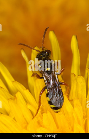 Kuckuck Biene (Nomada spec.), weibliche sitzt auf einer Blume, Deutschland Stockfoto