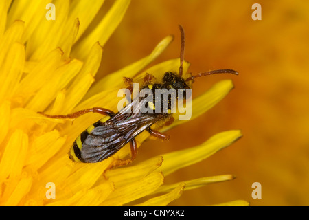 Kuckuck Biene (Nomada spec.), weibliche sitzt auf einer Blume, Deutschland Stockfoto