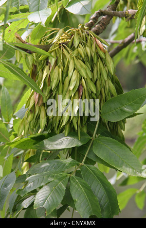 gemeine Esche, europäischer Esche (Fraxinus Excelsior), Früchte auf dem Baum, Deutschland, Nordrhein-Westfalen Stockfoto