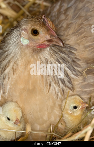 Bantam (Gallus Gallus F. Domestica), Henne die Küken Warmhalten, Deutschland Stockfoto