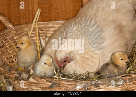 Bantam (Gallus Gallus F. Domestica), Henne die Küken Warmhalten, Deutschland Stockfoto