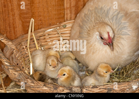 Bantam (Gallus Gallus F. Domestica), Henne die Küken Warmhalten, Deutschland Stockfoto