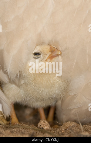 Bantam (Gallus Gallus F. Domestica), Küken unter Henne Gefieder, Deutschland Stockfoto