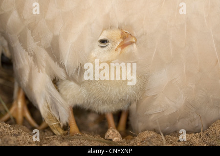 Bantam (Gallus Gallus F. Domestica), Küken unter Henne Gefieder, Deutschland Stockfoto