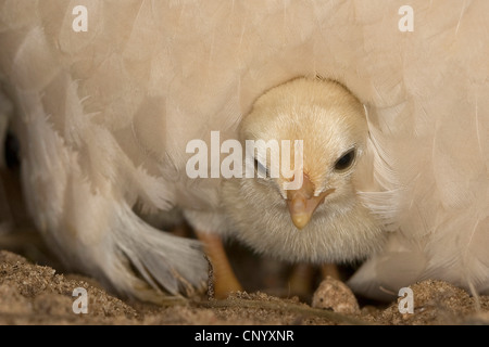 Bantam (Gallus Gallus F. Domestica), Küken unter Henne Gefieder, Deutschland Stockfoto