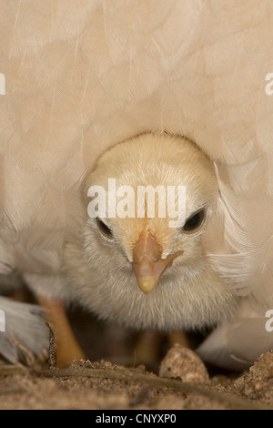 Bantam (Gallus Gallus F. Domestica), Küken unter Henne Gefieder, Deutschland Stockfoto