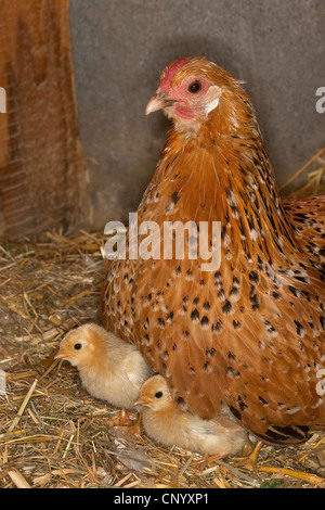 Bantam (Gallus Gallus F. Domestica), Henne die Küken Warmhalten, Deutschland Stockfoto