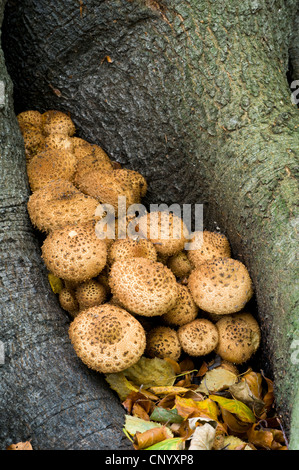 Eine Truppe von zottigen Scalycap Pilze (Pholiota Squarrosa) wachsende Betwwen die Wurzeln von einer Buche in Clumber Park, Nottinghamshire Stockfoto