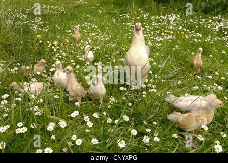 Bantam (Gallus Gallus F. Domestica), Henne mit Küken auf einer Wiese, Deutschland Stockfoto