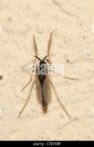 Nonbiting Mücke, Mücke (Tanypodinae), Weiblich, Deutschland Stockfoto
