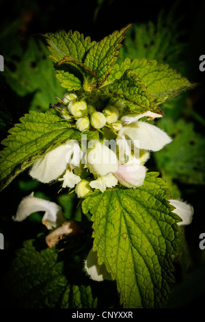 Nahaufnahme von Lamium Album, weiße Nessel oder weißen Toten-Brennnessel genannt. Stockfoto