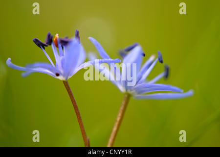 Twin-Blatt Blaustern (Scilla Bifolia), blühen, Deutschland Stockfoto