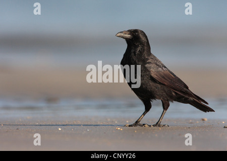 AAS-Krähe (Corvus Corone), sitzen an einem Strand, Deutschland, Helgoland Stockfoto