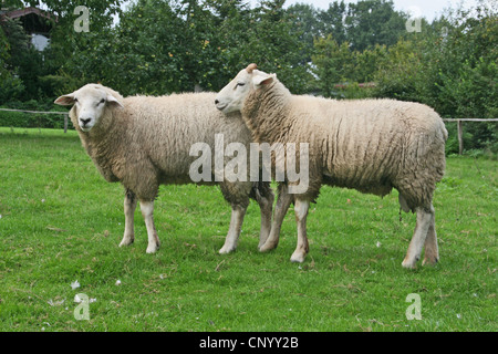 Hausschaf (Ovis Ammon F. Aries), zwei Schafe auf einer Weide, Deutschland, Nordrhein-Westfalen Stockfoto