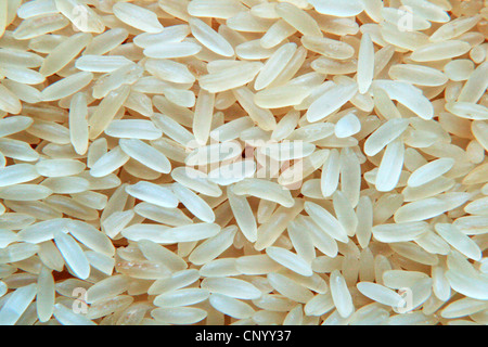 gemeinsame Reis (Oryza Sativa), Körner Reis, Langkornreis, Deutschland, Nordrhein-Westfalen Stockfoto