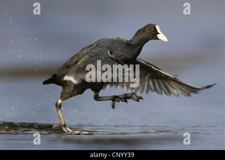 schwarzen Blässhuhn (Fulica Atra), zu Fuß auf einer Eisdecke, Deutschland, Nordrhein-Westfalen Stockfoto