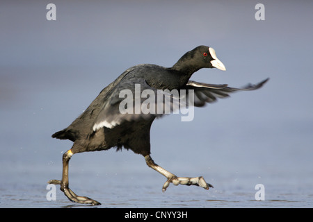 schwarzen Blässhuhn (Fulica Atra), zu Fuß auf einer Eisdecke, Deutschland, Nordrhein-Westfalen Stockfoto