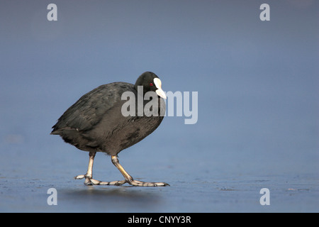 schwarzen Blässhuhn (Fulica Atra), stehend auf dem zugefrorenen See, Deutschland Stockfoto